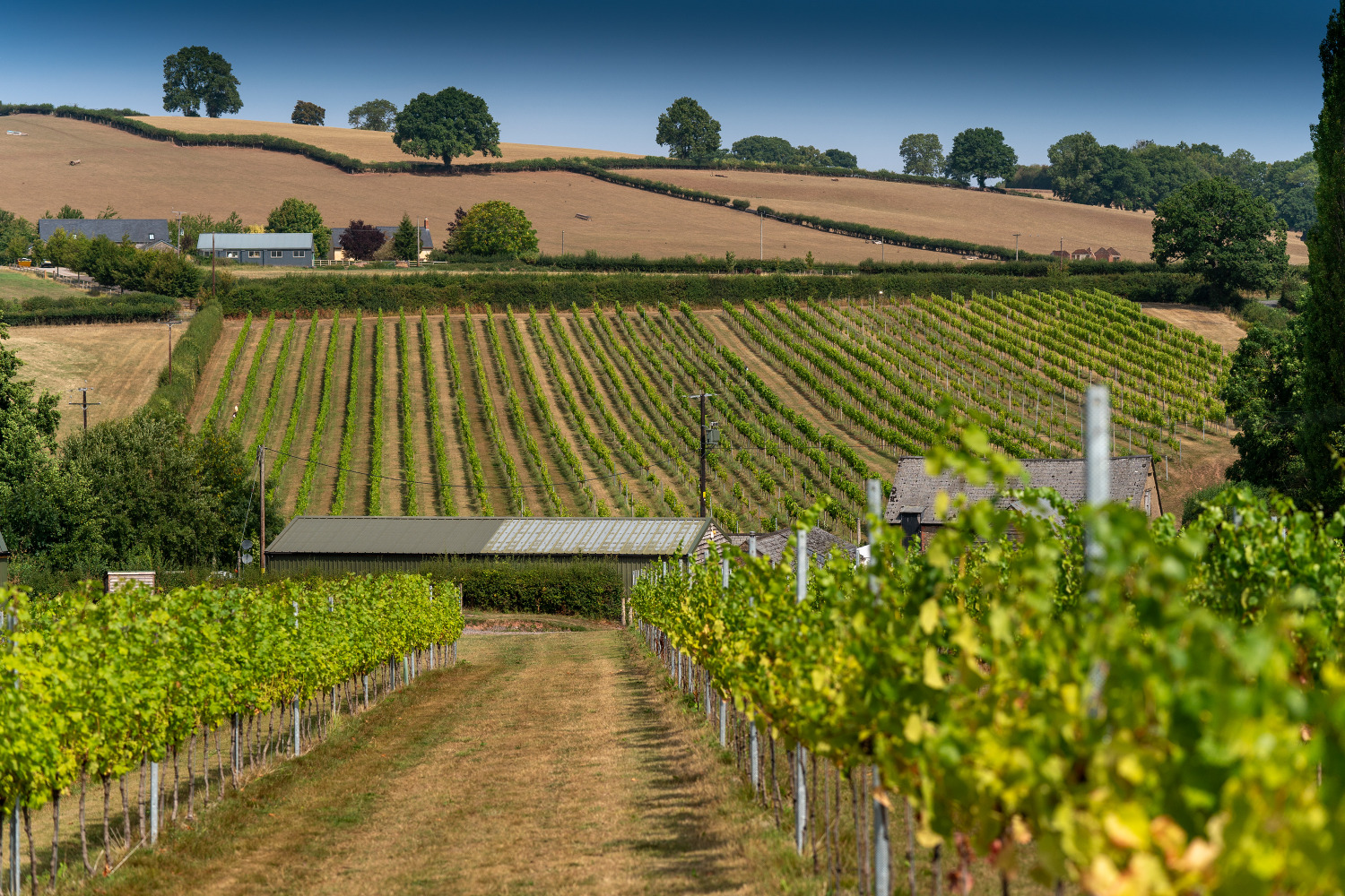 White Castle Vineyard